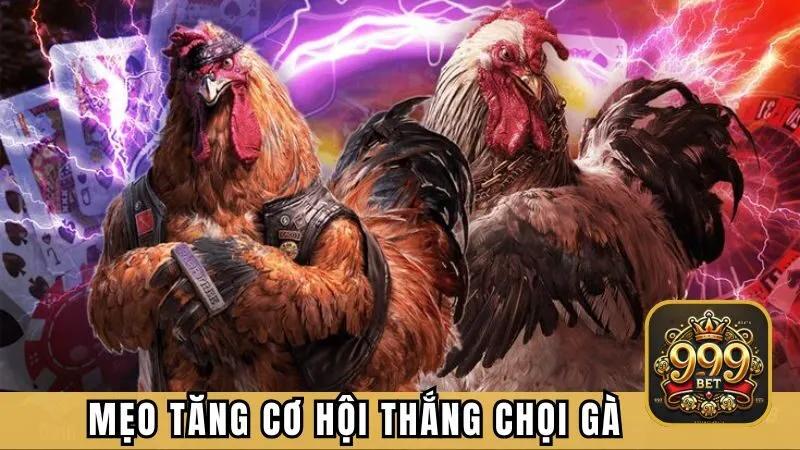 Mẹo tăng cơ hội thắng chọi gà trực tuyến