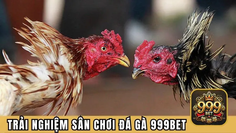 Trải nghiệm thú vị tại sân chơi đá gà 999BET